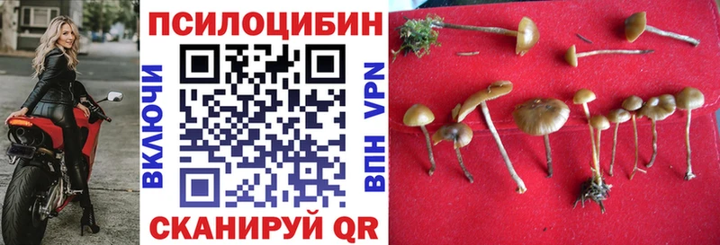 Псилоцибиновые грибы Cubensis  мориарти формула  Гусев  как найти закладки 
